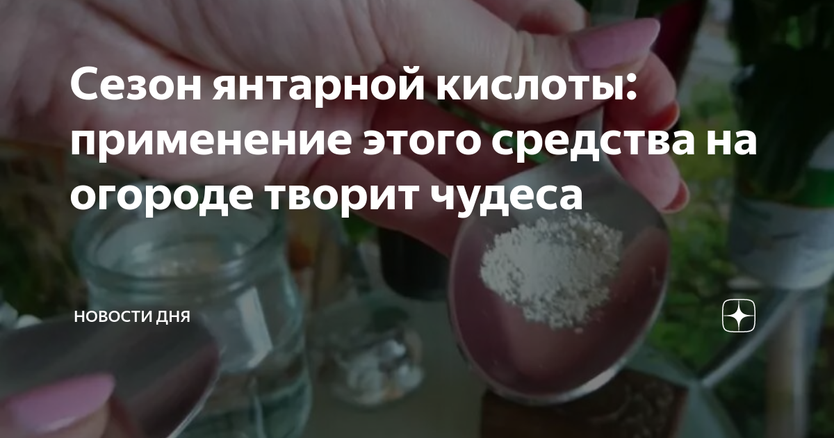 Сезон янтарной кислоты: применение этого средства на огороде творит ...