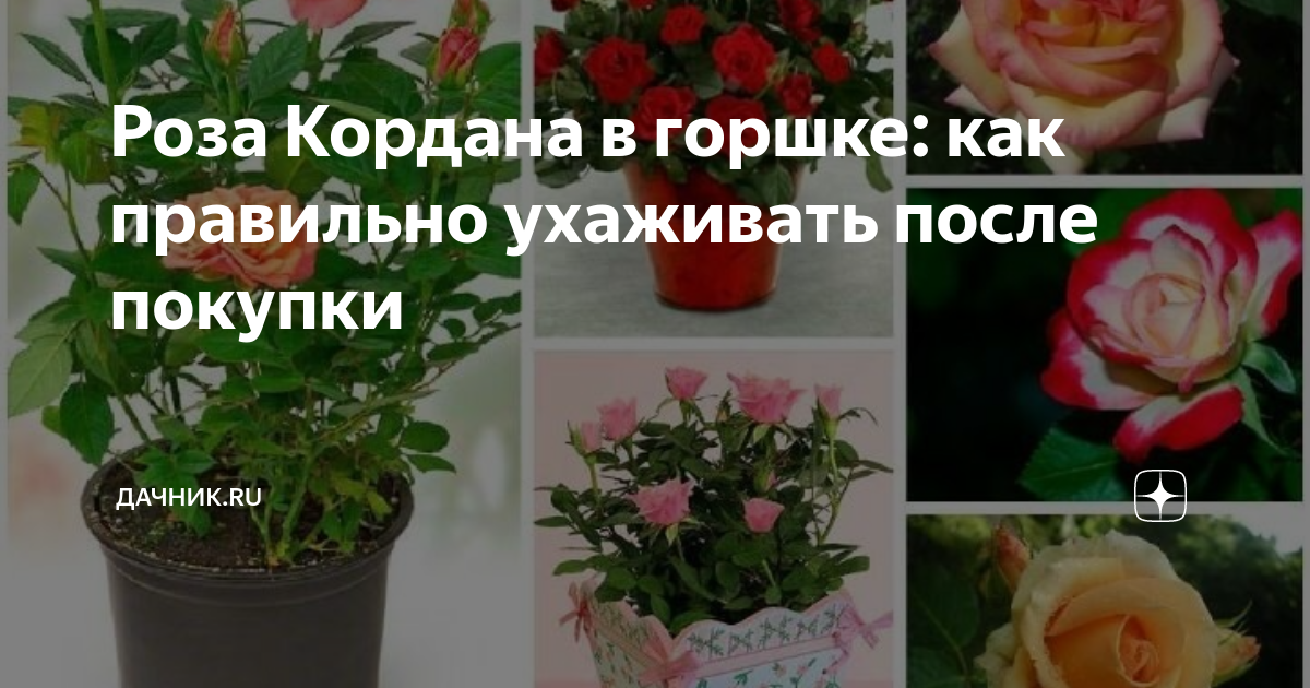 как ухаживать за розой кордана