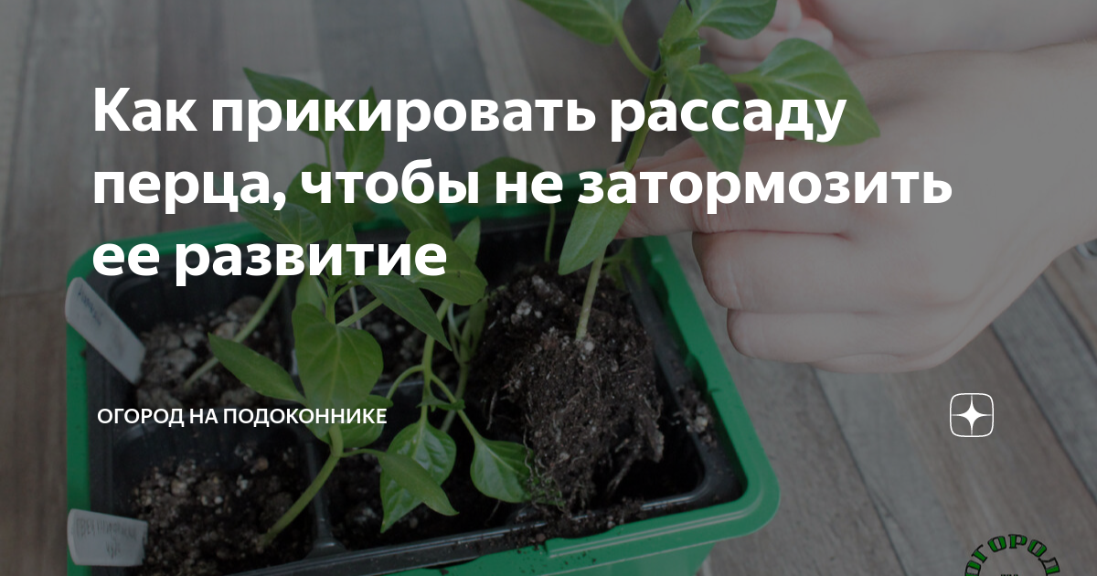 Можно ли в благовещение пересаживать рассаду. Пикирование рассады что это. Рассада перца. Пикировка перца на рассаду. Пикировка рассады лиатриса.