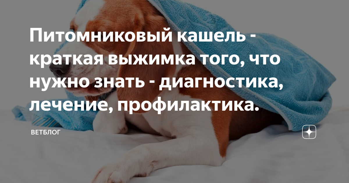 Питомниковый кашель