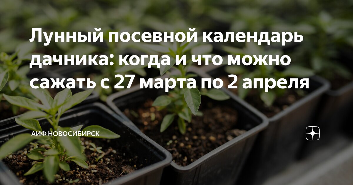 В воскресенье можно рассаду пересаживать. Сроки рассада цветы. Цветы на рассаду в марте. Пикировка перца в апреле. Посеять томаты на рассаду в апреле 2023.