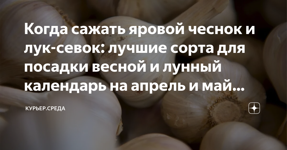 Когда сажать яровой чеснок в сибири. Сажать Яровой чеснок весной. Когда сеять Яровой чеснок. Зачем сажают Яровую.