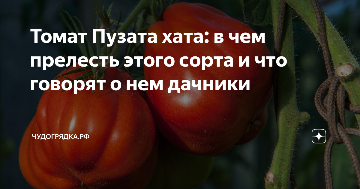 Пузата хата томат характеристика и описание сорта. Помидор название плода. Томат помидор 1 год. Что ест плоды помидор. Как вывели томат.