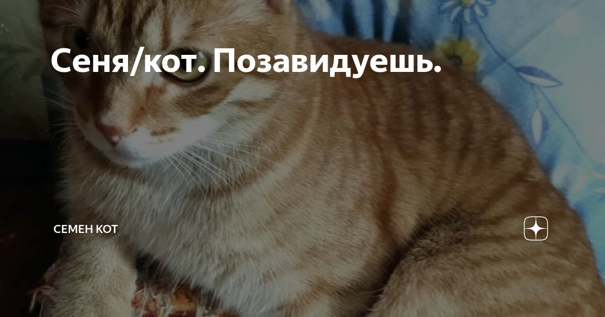 Кот сеня дзен. Кот сеня дзен. Кот сеня дзен. Семечки сеня. Семечки сеня.