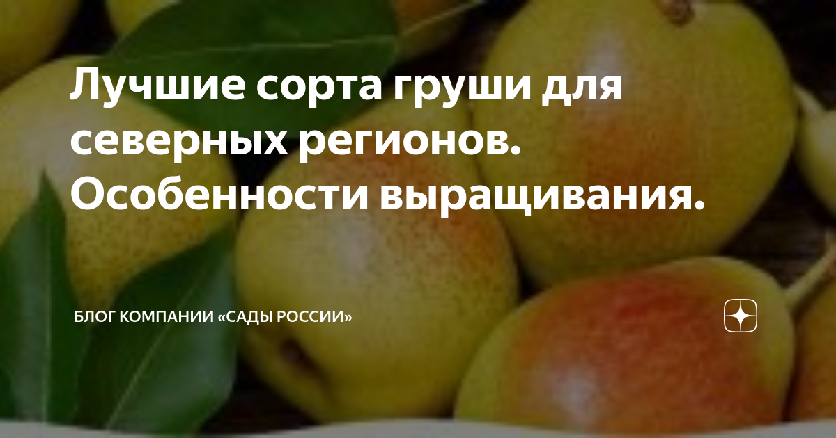 Сорта груш для северных регионов