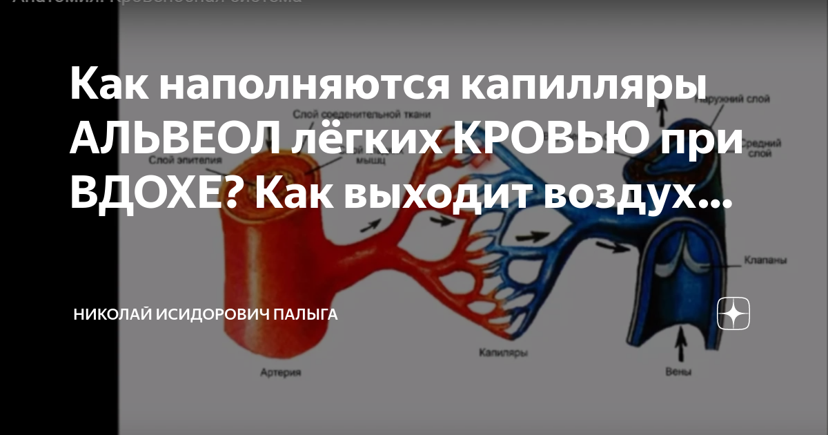 Обменные процессы в капиллярах физиология. Газообмен между воздухом и кровью происходит в. Что происходит с кровью в легочных капиллярах. Что происходит с кровью в легочных капиллярах. Что происходит с кровью в легочных капиллярах.