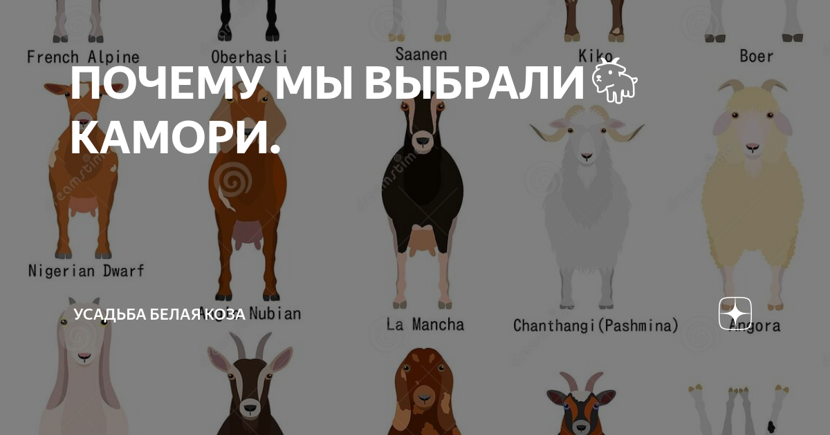 ПОЧЕМУ МЫ ВЫБРАЛИ🐐 КАМОРИ. | Усадьба Белая Коза | Дзен