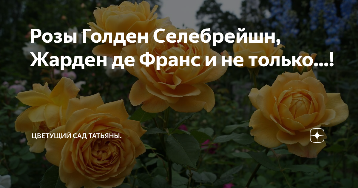 Розы Голден Селебрейшн, Жарден де Франс и не только...! | Цветущий сад ...