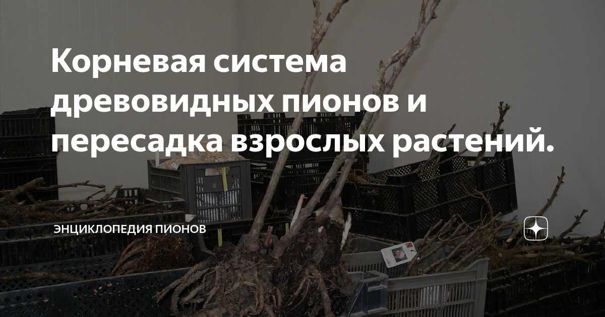 Корневая система древовидных пионов и пересадка взрослых растений ...