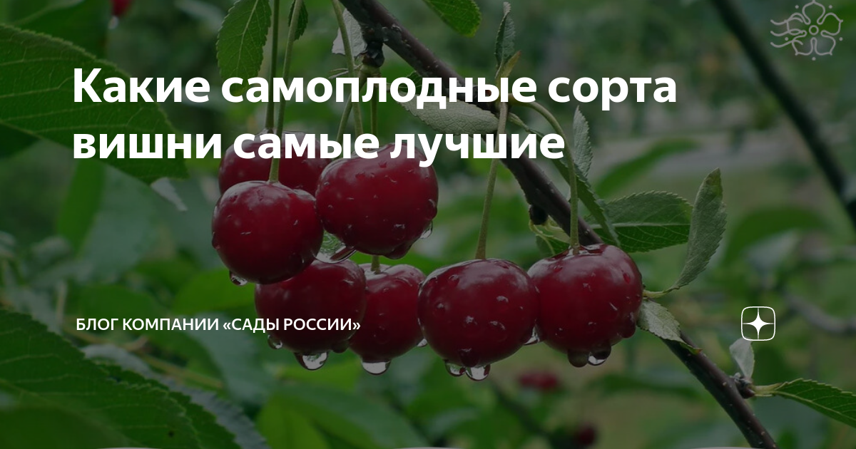 Сорта вишни для подмосковья самоопыляемые устойчивые. Вишня самоплодная. Самоплодные сорта вишни. Самоопыляемые вишни для Подмосковья. Самые сладкие сорта вишни.