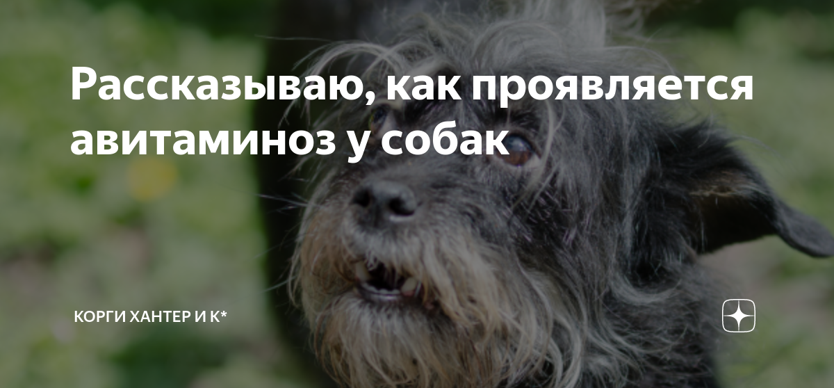 Авитаминоз у собак фото симптомы и лечение Постиньекционная алопеция у собак и кошек- перевод из A Colour Handbook of Skin