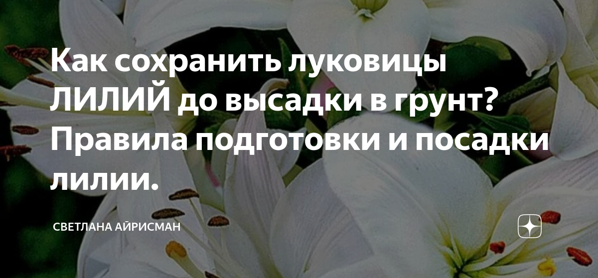 Луковицы лилий: как сохранить до весны в домашних условиях, как хранить зимой