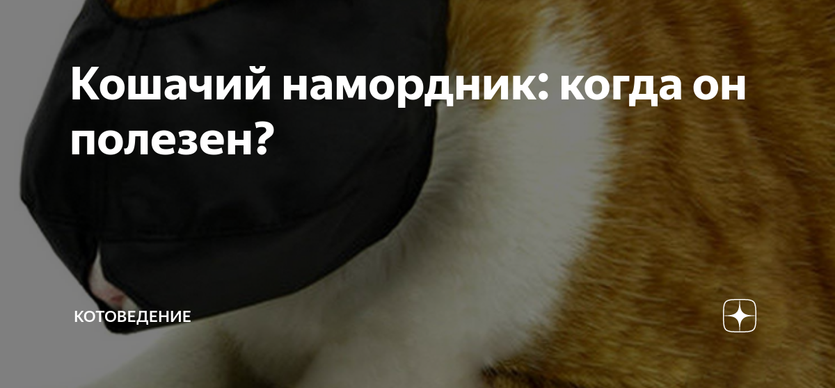 Кошачий намордник: когда он полезен? | КотоВедение | Дзен