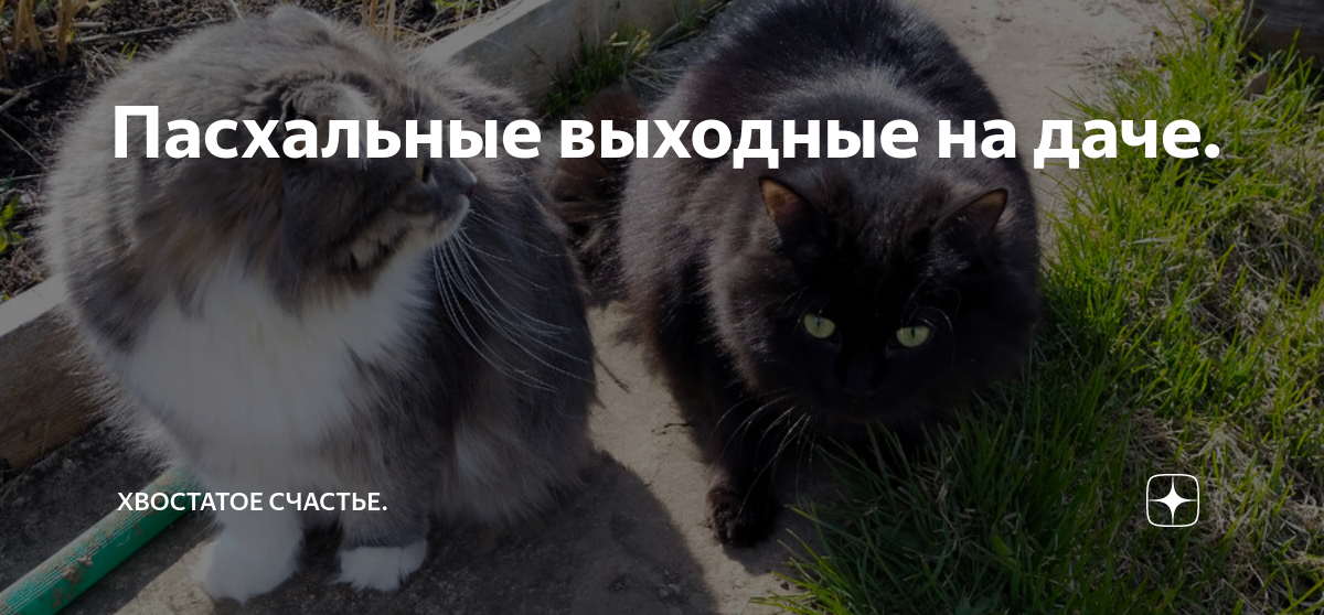 Про бусю и баню дзен хвостатое счастье. Хвостатое счастье дзен. Кот лучик хвостатое счастье. Хвостатое счастье дзен баня и Буся.