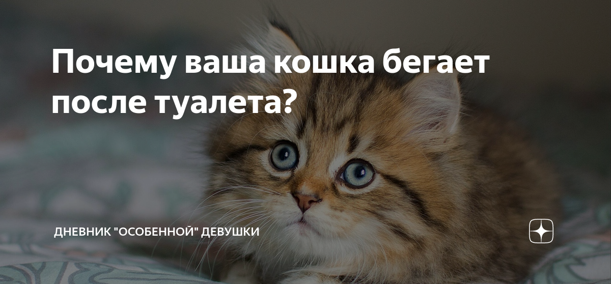 кошка после переезда не ест и не пьет