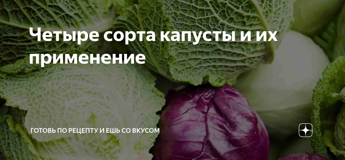 Картинки КАКОЙ СОРТ КАПУСТЫ БЕЛОКОЧАННАЯ