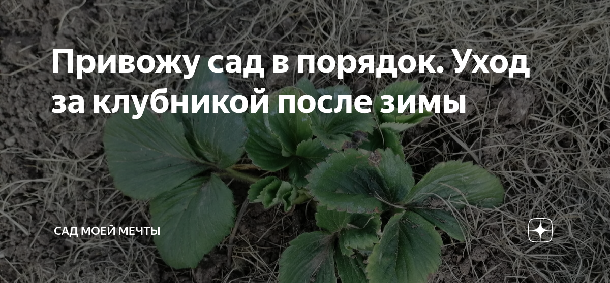 Клубника чем подкормить весной. Канал дачные секреты от Виктории Радзевской. Уход за клубникой весной после зимы. Подкормка клубники в августе. Препараты от долгоносика на клубнике.