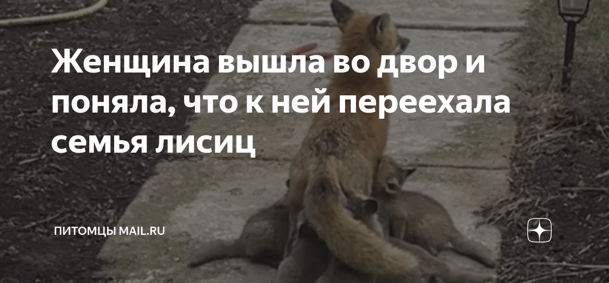 Женщина вышла во двор и поняла, что к ней переехала семья лисиц ...