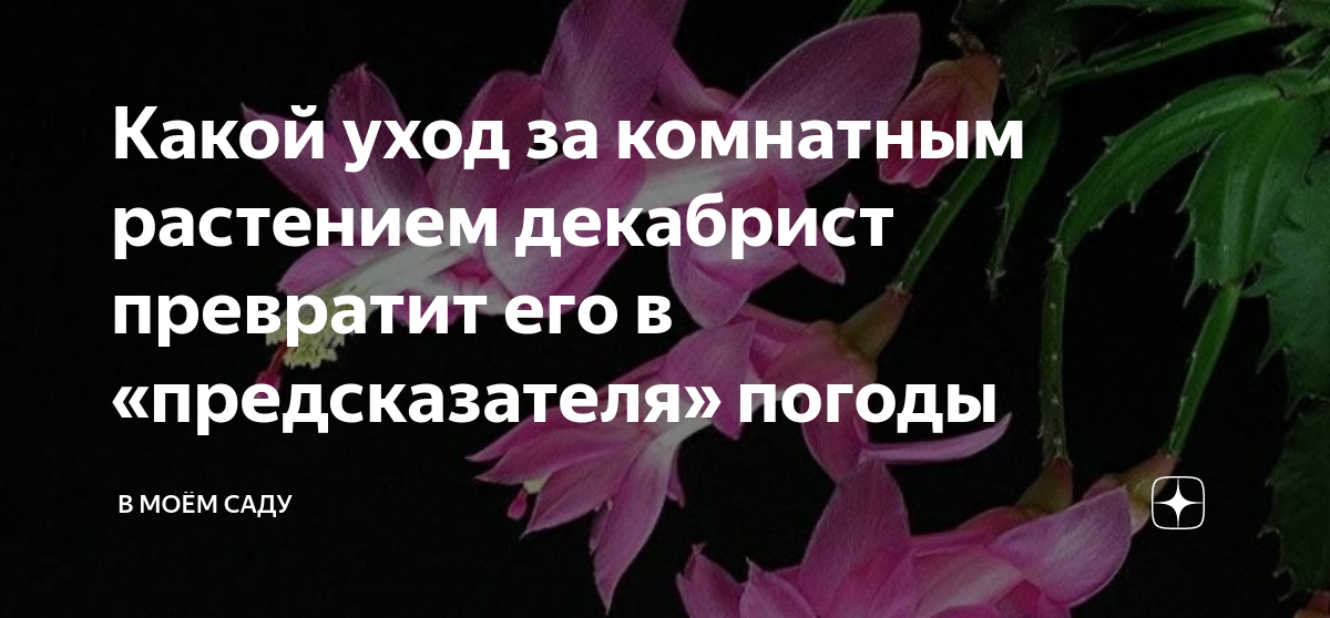 Декабрист: почему опадают бутоны и как лучше всего размножать декабрист?