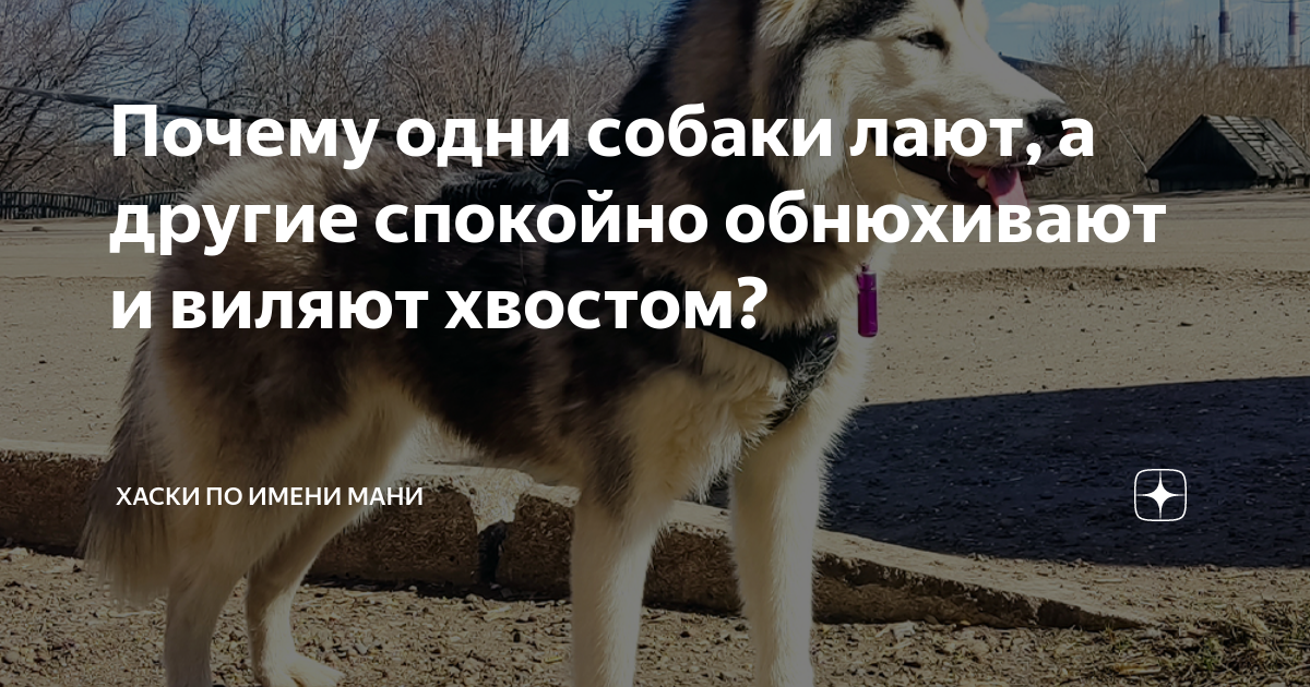 Что не умеет собака. Почему некоторые собаки. Отношение людей к животным. Синдром кушинга у кошек и собак. Почему собака писает при встрече.