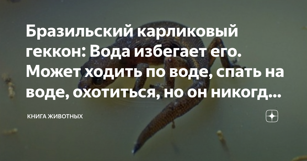 Бразильский карликовый геккон: Вода избегает его. Может ходить по воде ...