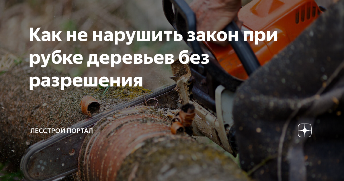 Как не нарушить закон при рубке деревьев без разрешения | Лесстрой ...