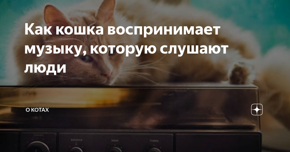 Как кошка воспринимает музыку, которую слушают люди | О котах | Дзен