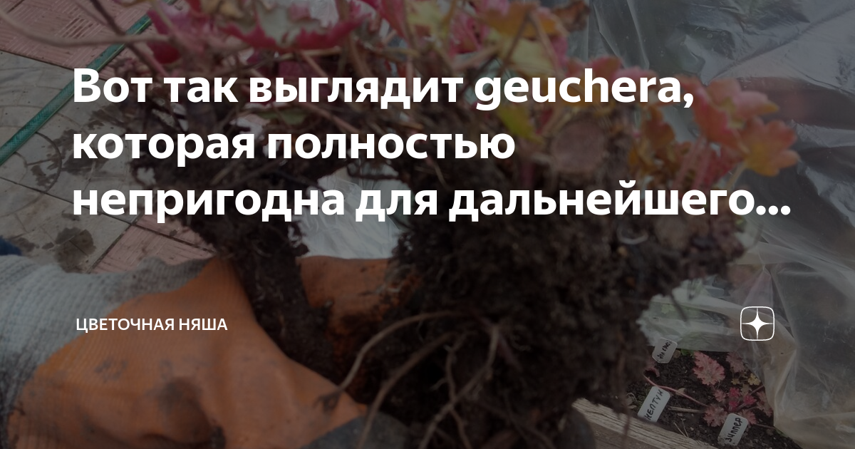 Цветочная няша дзен фото. Канал цветочная няша дзен. Канал цветочная няша дзен. Вербейник монетчатый купить. Вербейник монетчатый.