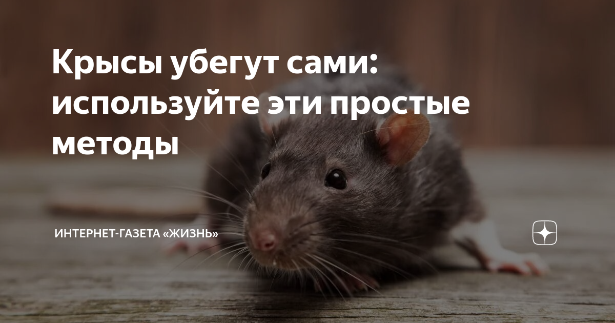 убегаю от крыс. убегаю от крыс. крыса убегает из клетки. крыса убегает. крыса бежит.