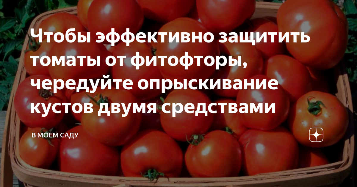 Как защитить томаты от фитофтороза и кладоспориоза?. Как защитить помидоры от фитофторы в открытом грунте.