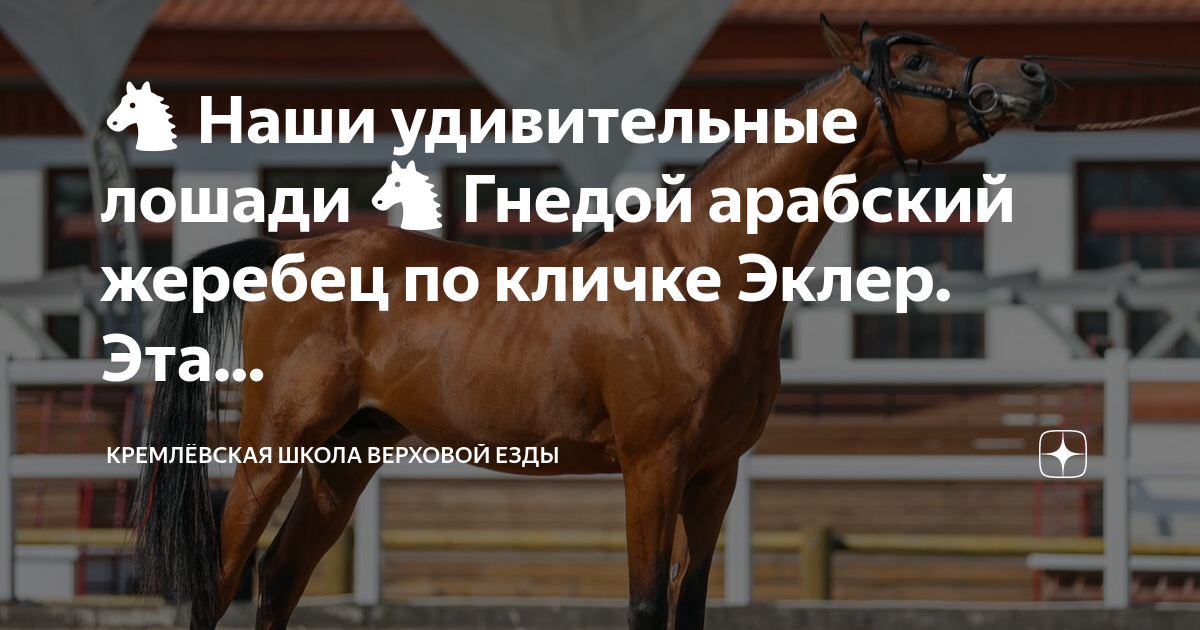 🐴 Наши удивительные лошади 🐴 Гнедой арабский жеребец по кличке Эклер ...
