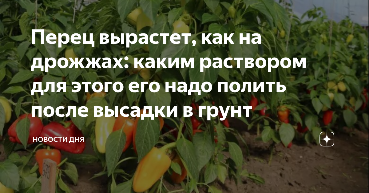 Перец вырастет, как на дрожжах: каким раствором для этого его надо ...
