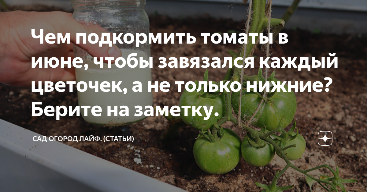 Подкормка томатов в теплице в июне. Чем подкормить помидоры. полив томатов при цветении.
