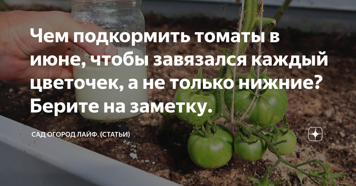 Сколько раз подкармливать помидоры. Подкормка томатов в теплице в июне. Полив томатов при цветении. Подкормка помидор для завязи плодов в теплице. Чем подкормить помидоры в июне.