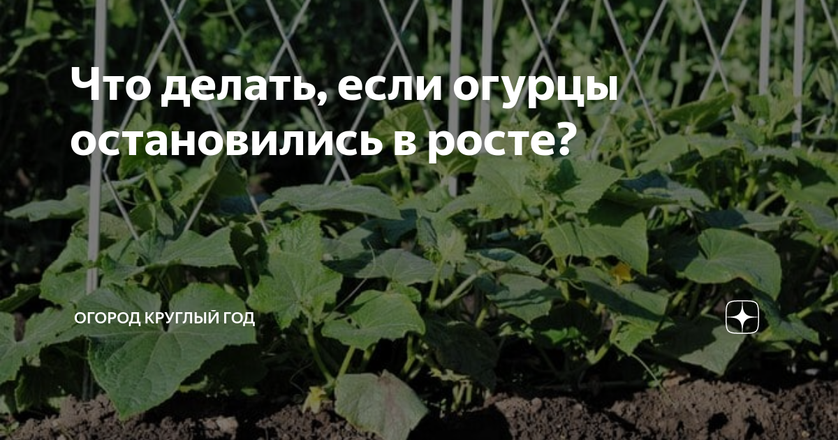 Огурцы остановились в росте чем подкормить. Огурцы в огороде. Формирование огурца в один стебель. Огурец трюкач формирование. Как правильно сформировать огурцы