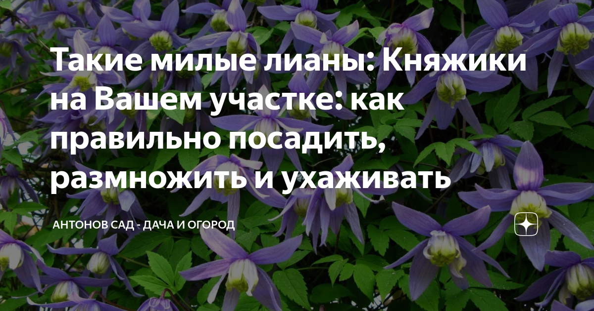 Клематис княжик размножение. Размножение княжика. Размножение клематиса княжик. Посадка княжиков.