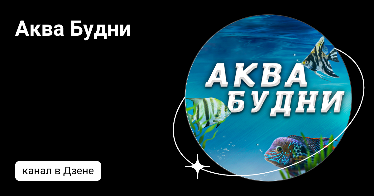 Аква Будни | Дзен