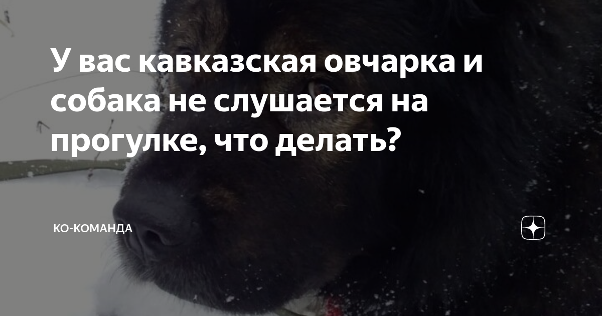 Профессиональная помощь при непослушании