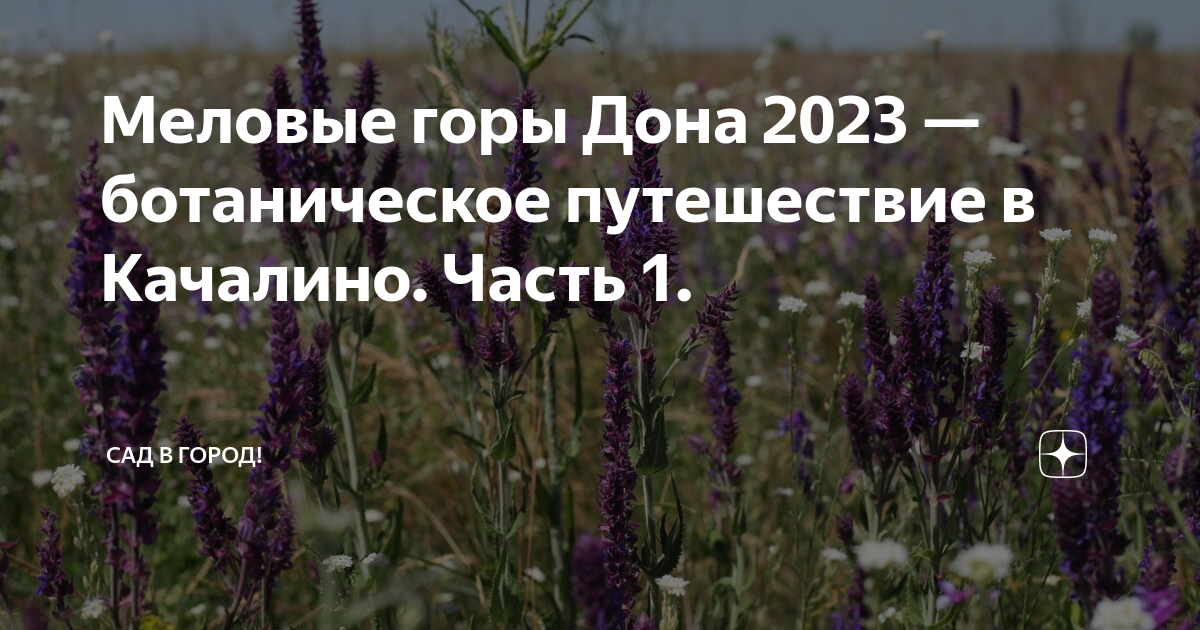 Меловые горы Дона 2023 — ботаническое путешествие в Качалино. Часть 1 ...