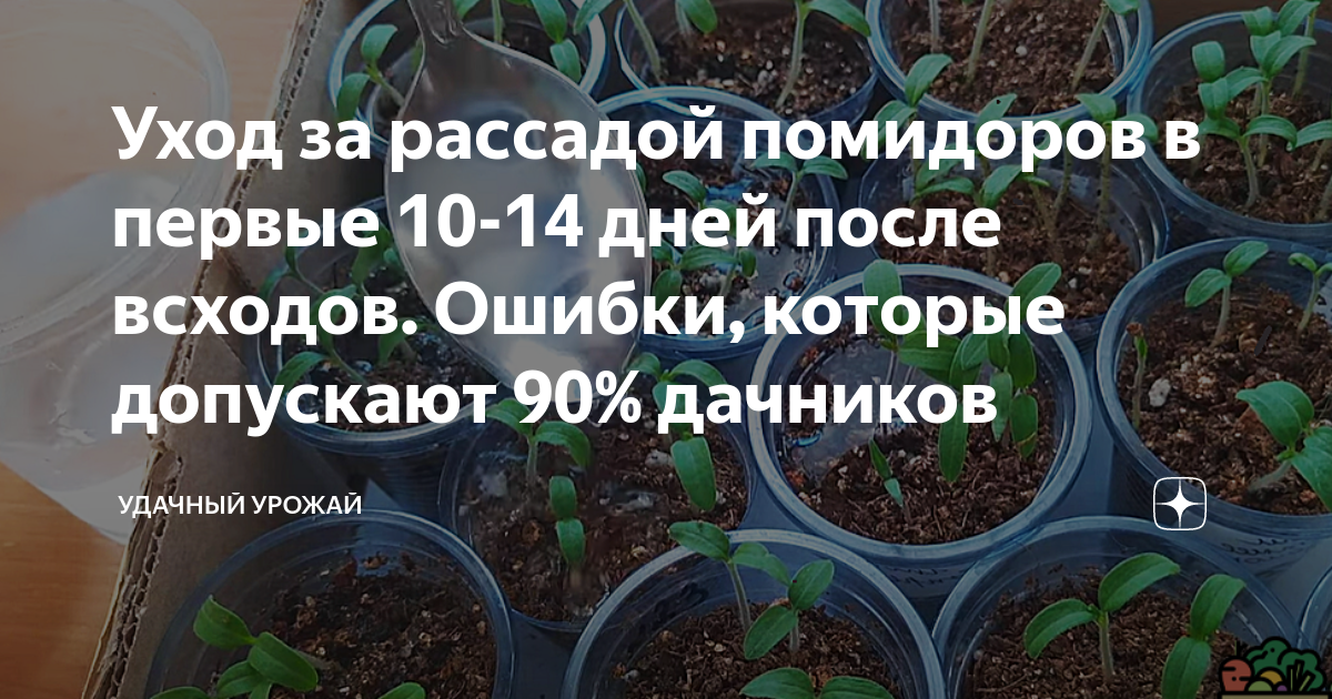 Подкормка рассады после всходов. Всходы томатов. Всход рассады помидор. Первые всходы томатов. Рассада помидор 1 неделя.