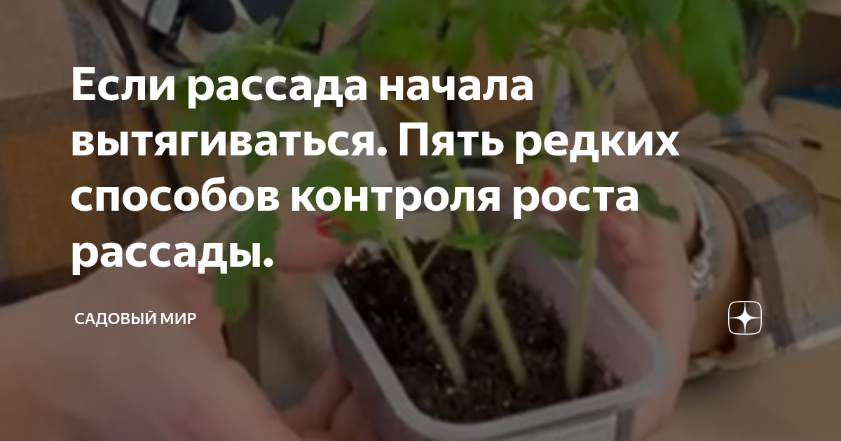 Чтоб не вытягивалась рассада помидор. Условия для роста рассады. Пикировка. Рассада день 1. Рост рассады.