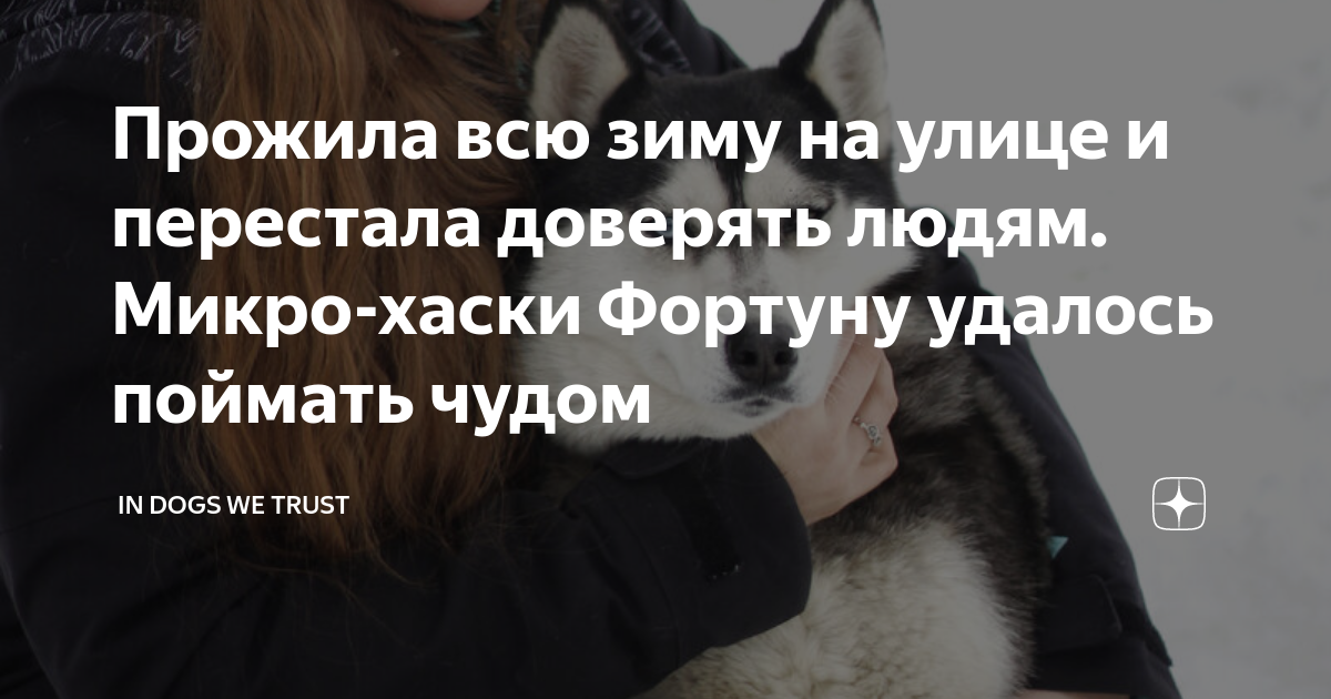 Прожила всю зиму на улице и перестала доверять людям. Микро-хаски ...