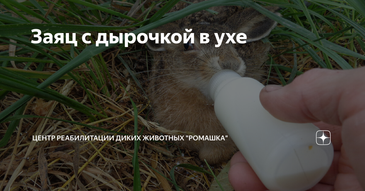 ежик с дырочкой в правом боку песня слушать
