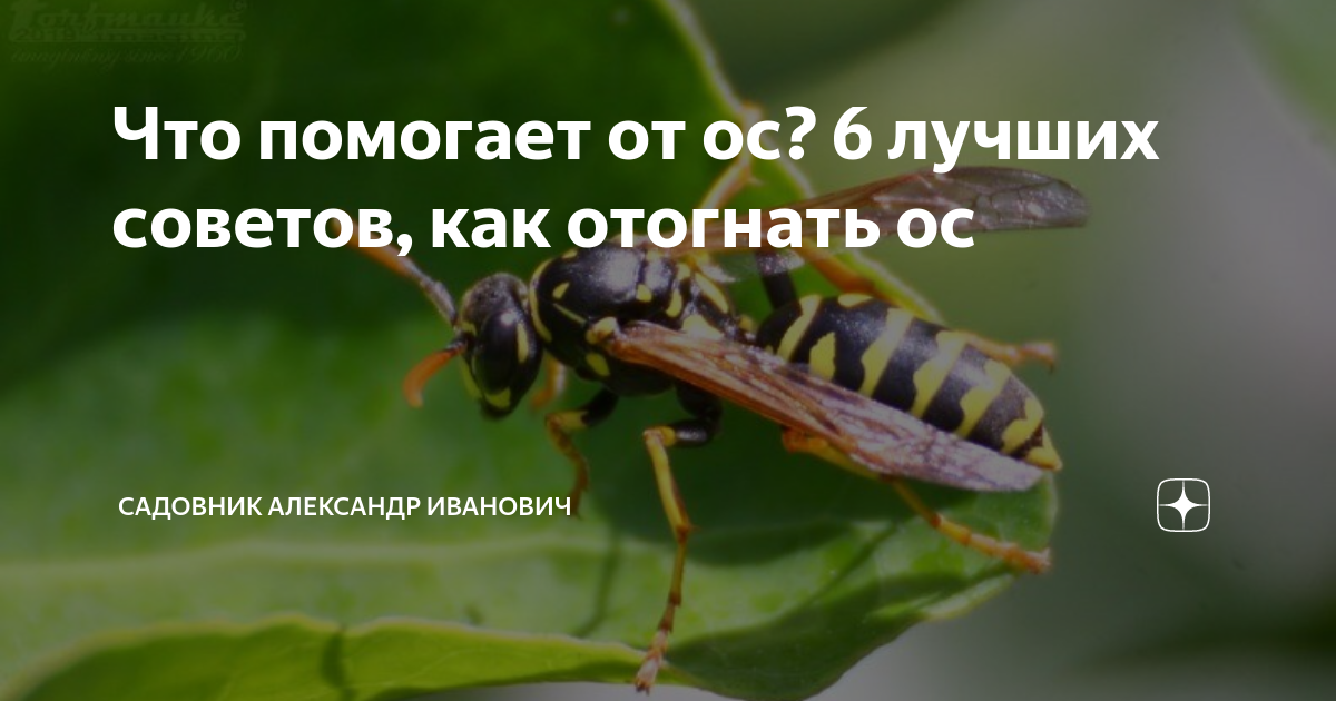Чем отогнать ос. Гороскоп насекомых. Насекомое по знаку зодиака. Убегает от ОС.