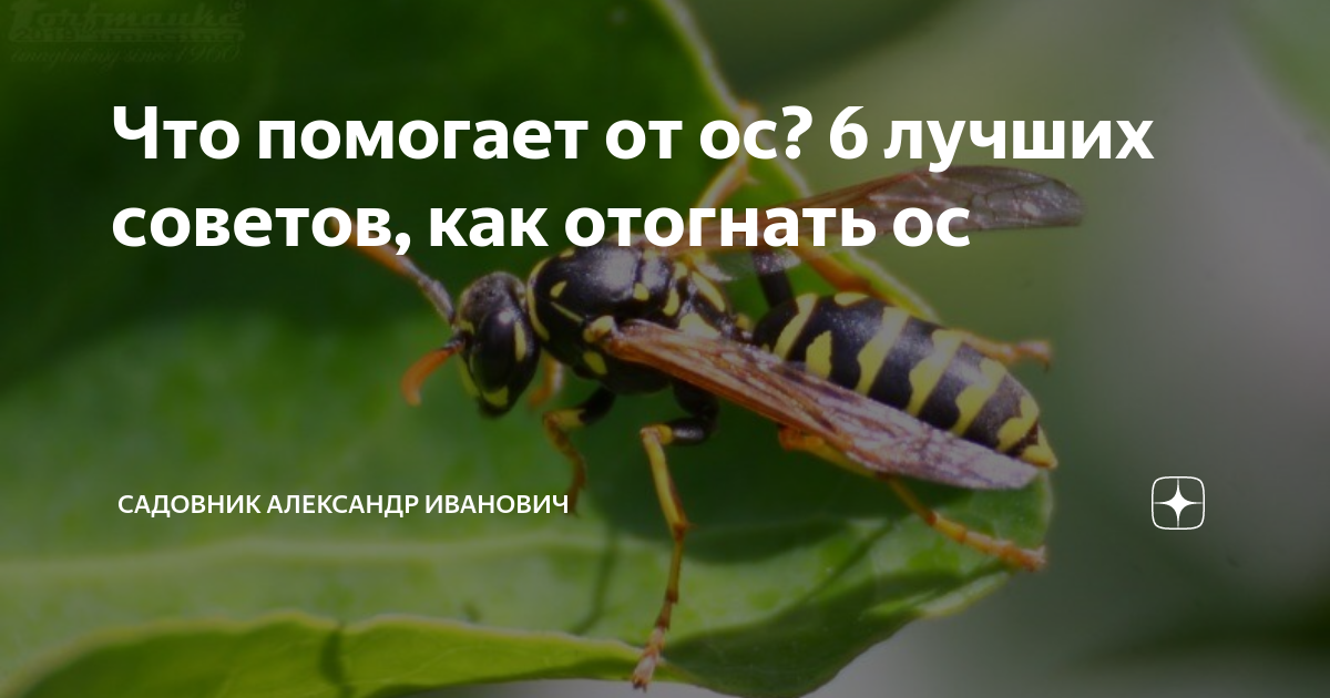 Как помочь осе. Гороскоп насекомых. Насекомое по знаку зодиака. Убегает от ОС.