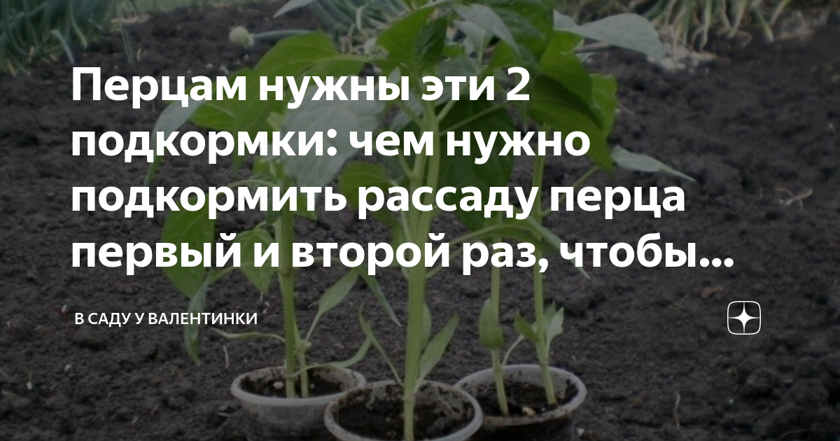 Рассаду. Чем подкормить рассаду помидор чтобы были толстенькие стебли. Чем подкормить рассаду помидор для толстого стебля. Чем подкормить рассаду помидор для толстого стебля. Чем подкормить рассаду томатов чтобы были толстенькие.