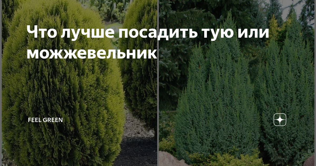 Узкие вазы для цветов фото - DelaDom.ru