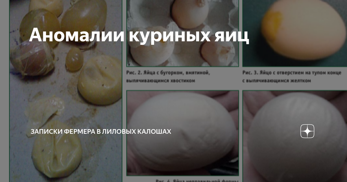 Чего мы не знаем о курином яйце? | Еда и кулинария | donttk.ru