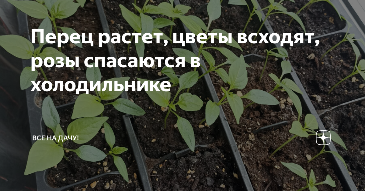 Сколько времени всходит перец болгарский. Посадка семян цветов на рассаду. Во что лучше сажать рассаду. На какой день всходят перцы. Сколько дней всходит перец.