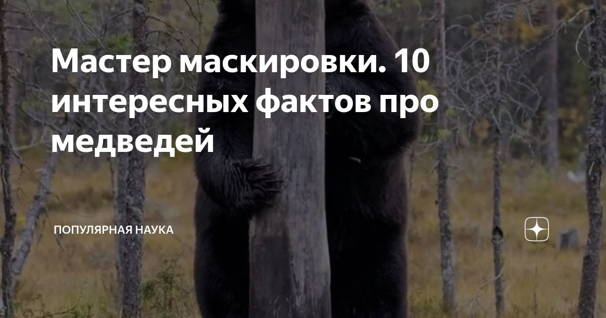Мастер маскировки. 10 интересных фактов про медведей | Популярная наука ...
